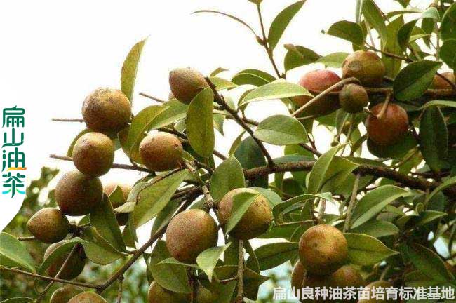 江西油茶種植（zhí）