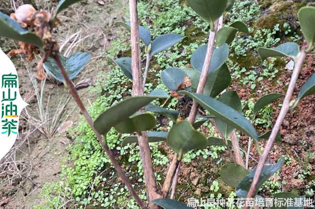 安（ān）徽湘林油茶苗