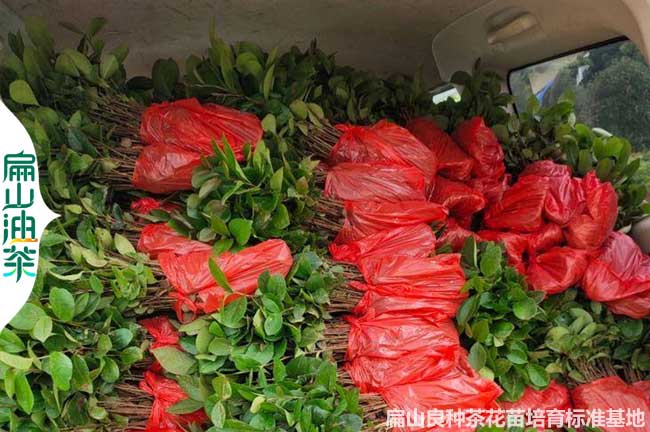 防城港油茶（chá）裸根苗
