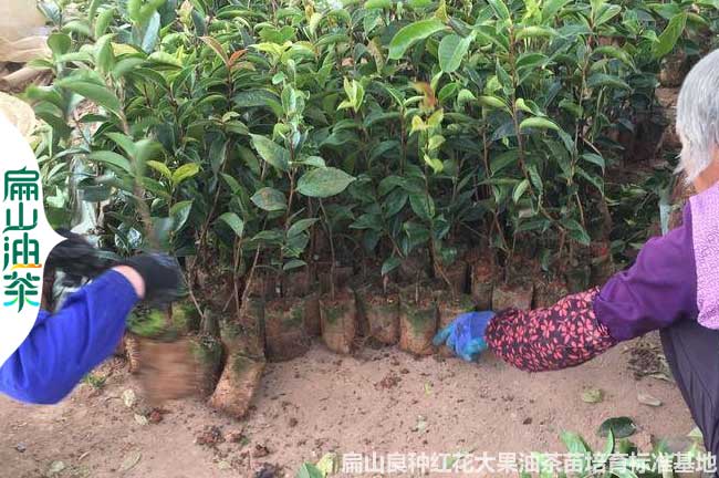 袋裝陝（shǎn）西茶葉苗批發.嫁接油茶（chá）營養小杯苗價格.茶花苗（miáo）培育6元