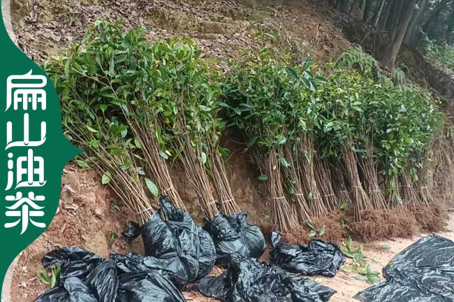 廣西大果油茶苗批發