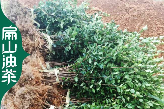 扁山南平油茶苗.楊梅樹苗培育標準生產基地 1-2年 30-51公分