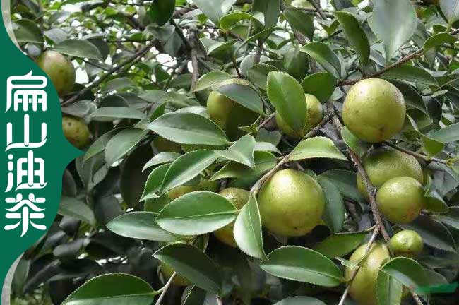 金（jīn）華油茶苗培育