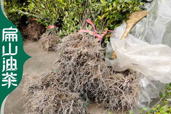 韶關湘林210油茶苗培育