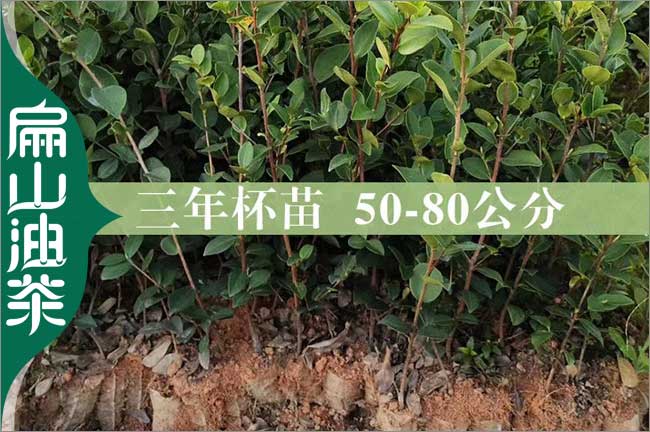 潛江3年茶樹苗批發