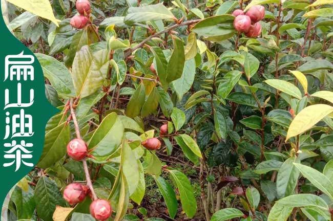 [廣西油茶苗批（pī）發]大果大紅花（huā） 軟枝 長林中小果白花50CM一顆