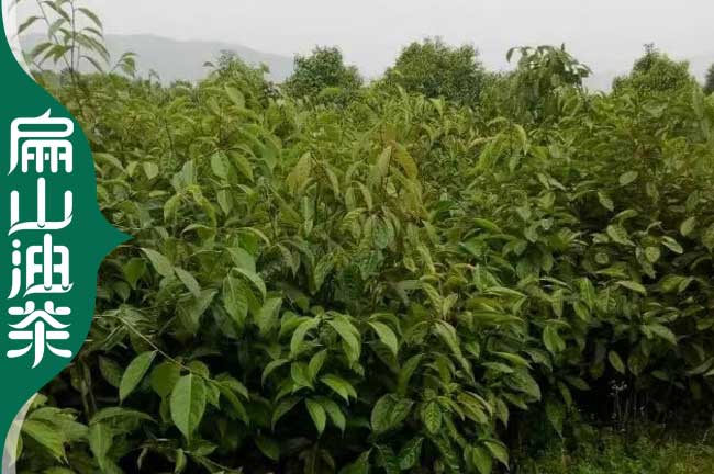 培育 梧（wú）州大果 紅花油茶樹 藤縣小杯苗 廣西1-2-3-5-4-6-8號