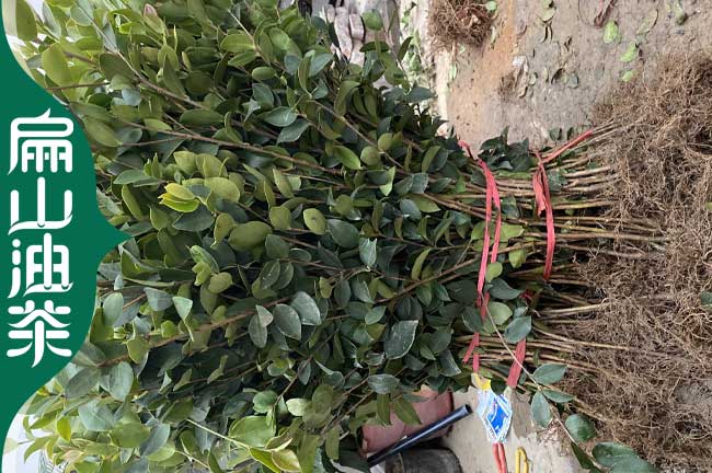 文（wén）山軟枝油茶苗批發