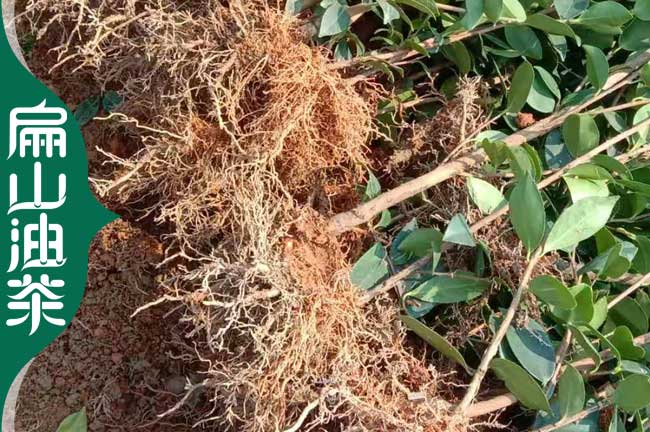 抗（kàng）耐旱油茶苗