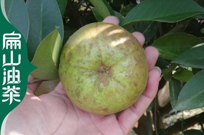有三明軟枝大果紅花油茶苗 福建三明早綠茶龍（lóng）井茶葉苗9-30CM