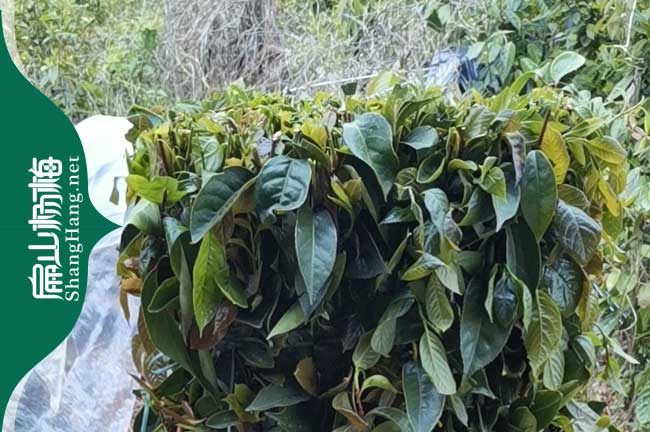 平涼紅花大（dà）果油茶苗培育