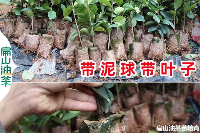 內江（jiāng）軟枝油茶小杯苗