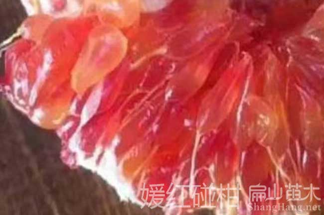 碰柑（gān）苗
