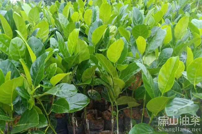 福（fú）建（jiàn）柚子种苗批发