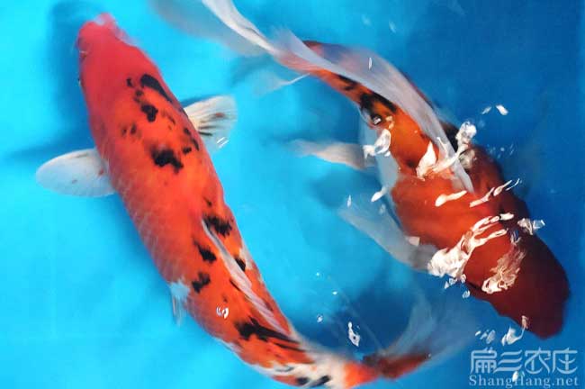 鱘魚苗批發