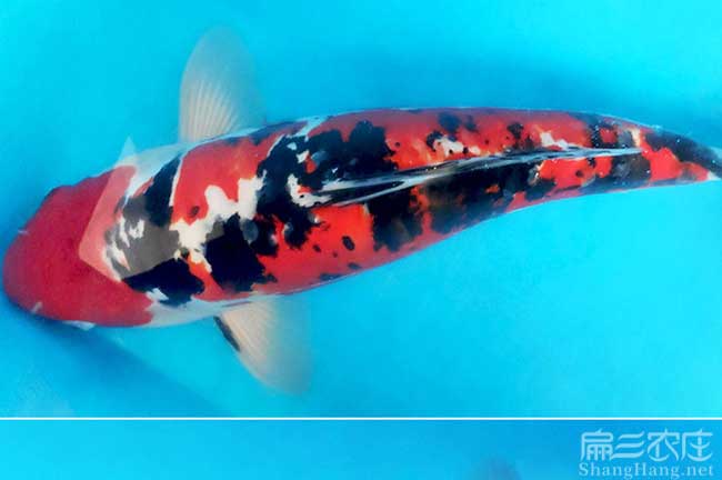 三明錦魚養殖