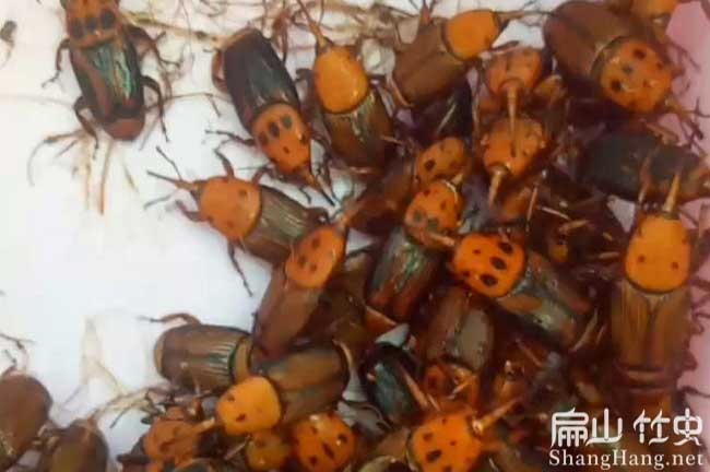 南寧竹蟲種苗批發