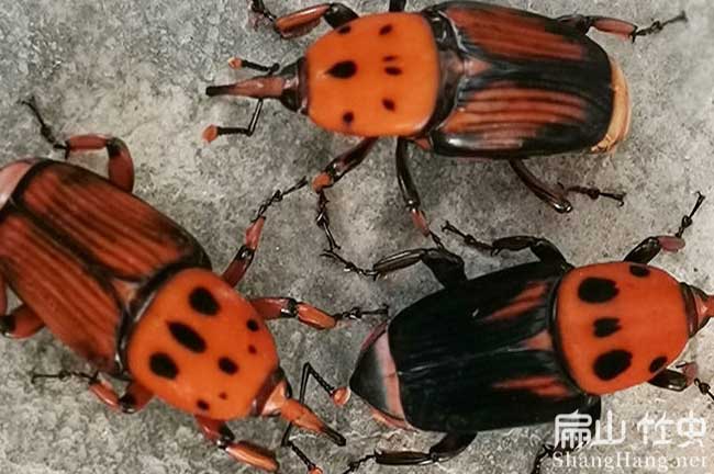 貴港竹蟲養殖