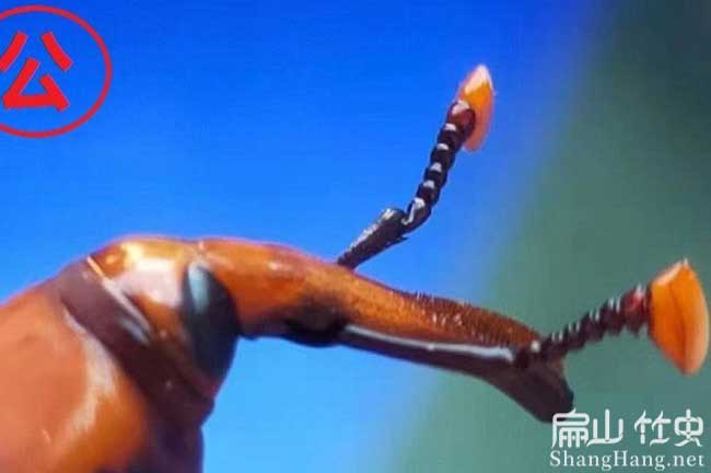 母竹（zhú）蟲批發
