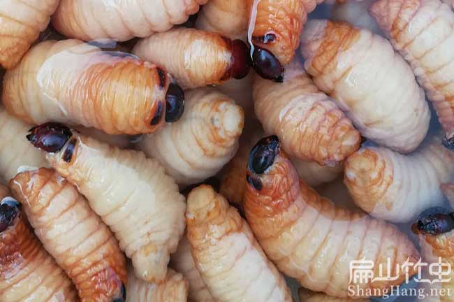 浙江冰凍竹蟲批發 浙江冰凍竹蟲批發