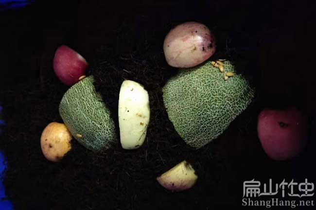 竹蟲（chóng）食（shí）物