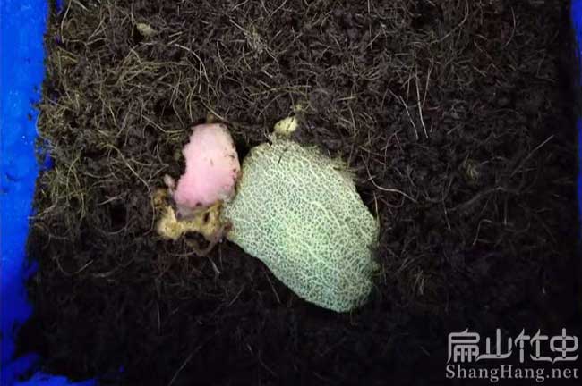 雲南竹蟲種苗批發 雲南(nán)竹蟲種苗批發