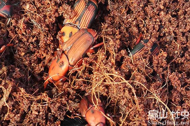 各縣（xiàn）竹蟲回收價格 冰凍商品竹蟲收購加工養（yǎng）殖批發-扁山（shān）竹蟲