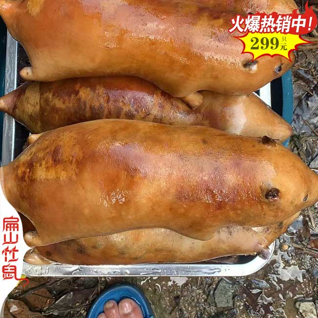 特大紅頰竹鼠荊州宜昌豚鼠養殖基地 黑白花彩豚鼠養殖場89元/對