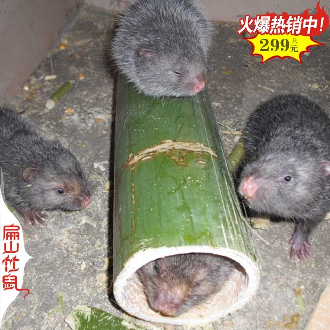 貴州2024竹鼠養殖場+基地+公司安順都勻福（fú）銅仁畢節凱（kǎi）裏490元