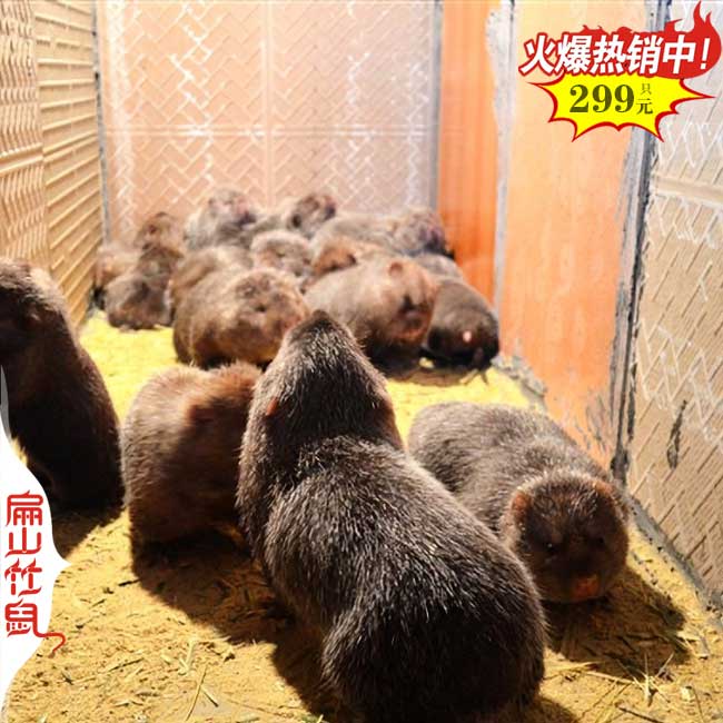 纯正散（sàn）养福建野兔石蛙竹鼠养殖种苗基地（dì） 宁德三明南平10万只