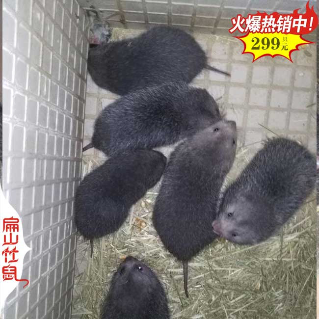 中國竹鼠（shǔ）養殖（zhí）網