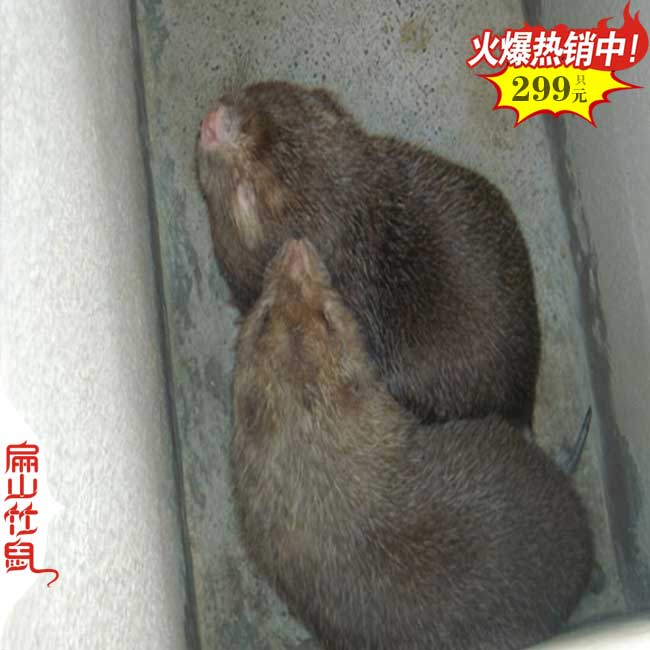 620對竹鼠種（zhǒng）苗 貴州凱裏（lǐ）竹鼠養殖大（dà）型基地（dì） 2024養竹（zhú）鼠有賺錢