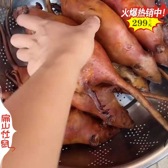 竹鼠種苗哪裏多少錢 在（zài）懷化（huà）永州竹鼠養殖豚鼠大型基地490元