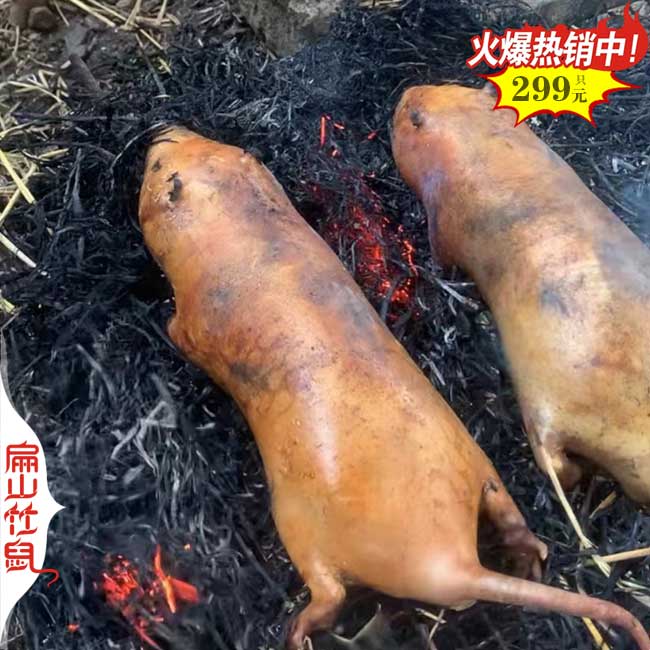 銷路浙江竹鼠養殖基地 批發冰凍商品竹鼠種苗價格 T紹興台州（zhōu）