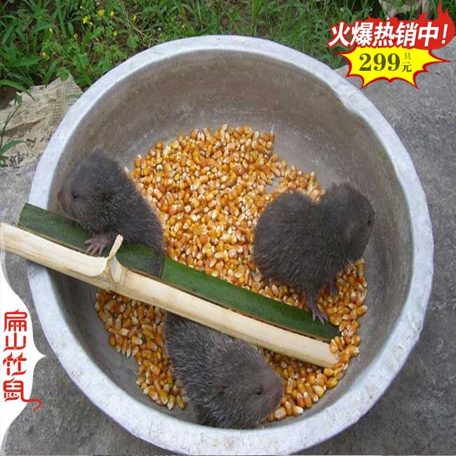 福建（jiàn）龍岩竹鼠養殖基地場（chǎng） 永定武平長（zhǎng）汀竹鼠種苗批發380元/隻