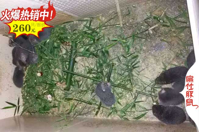 天津（jīn）竹鼠養（yǎng）殖