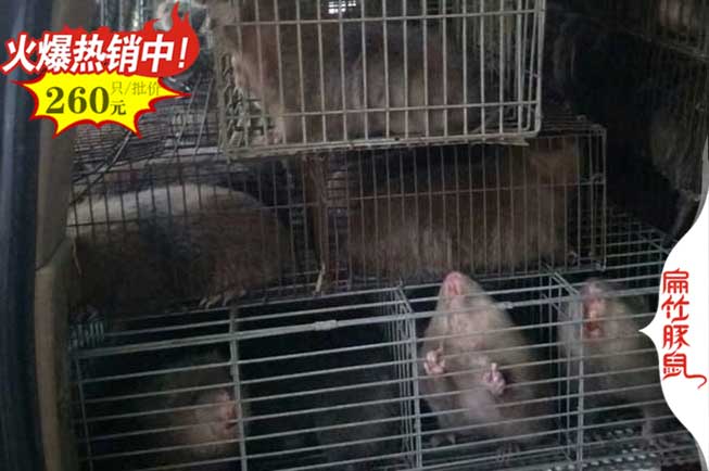 郴州竹（zhú）鼠養殖基地