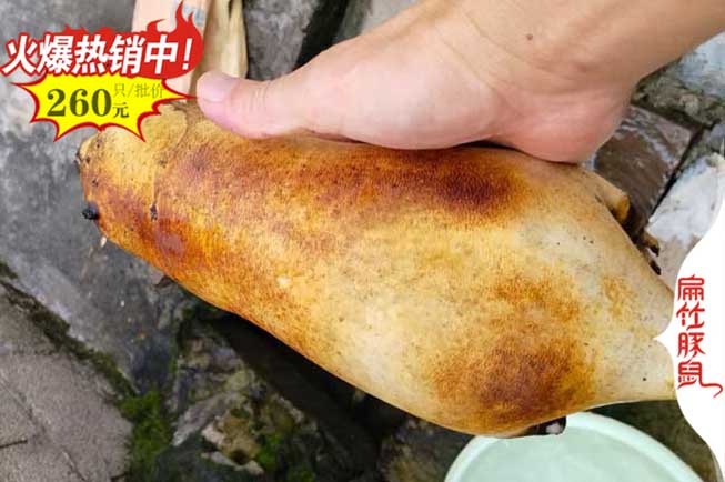 贛州竹鼠（shǔ）養殖基地