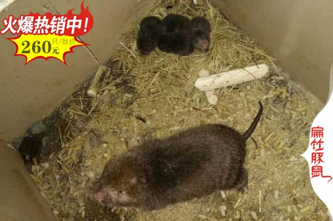 海口竹（zhú）鼠種苗