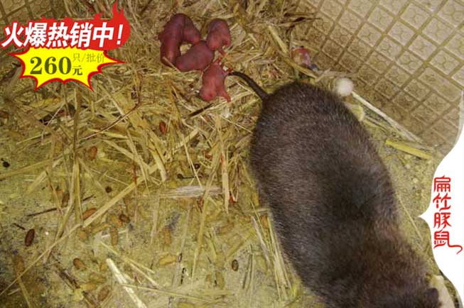廣（guǎng）西（xī）大竹鼠養殖場 賀州崇左公司基地中華銀星白毛（máo）紅頰種苗Z1