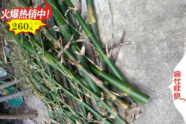 安康竹鼠竹鼠食物 安康(kāng)竹鼠竹鼠(shǔ)食物