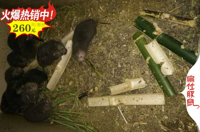 贛州竹（zhú）鼠養殖場