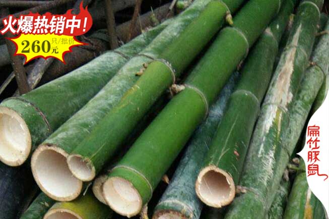 凱（kǎi）裏竹鼠食物