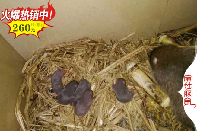 永州竹(zhú)鼠種苗 永州竹鼠種(zhǒng)苗