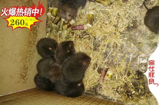 海南竹鼠養殖 海南竹鼠養殖
