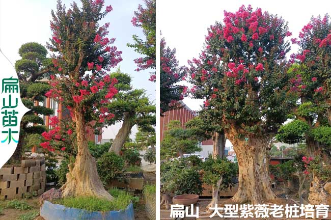 宣（xuān）城紫薇老樁批發