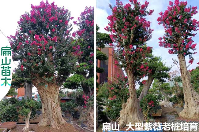 老樁紫薇造型樣式 福建花瓶愛心（xīn） 中（zhōng）國節 銅錢 批發1.2-1.8米