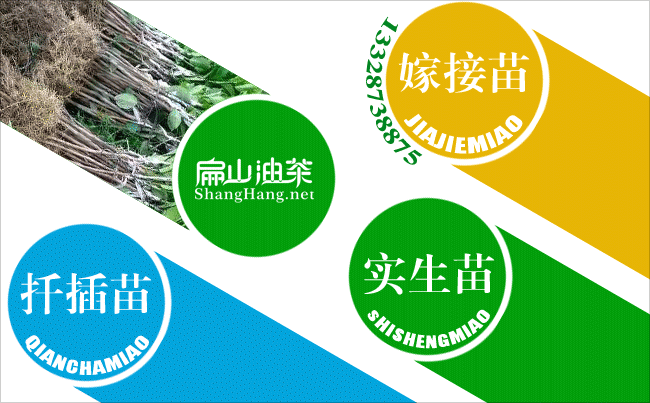 吉安油茶苗批（pī）發（fā）交易市場價格吉安油茶苗批發紅花大果 -扁山（shān）油茶