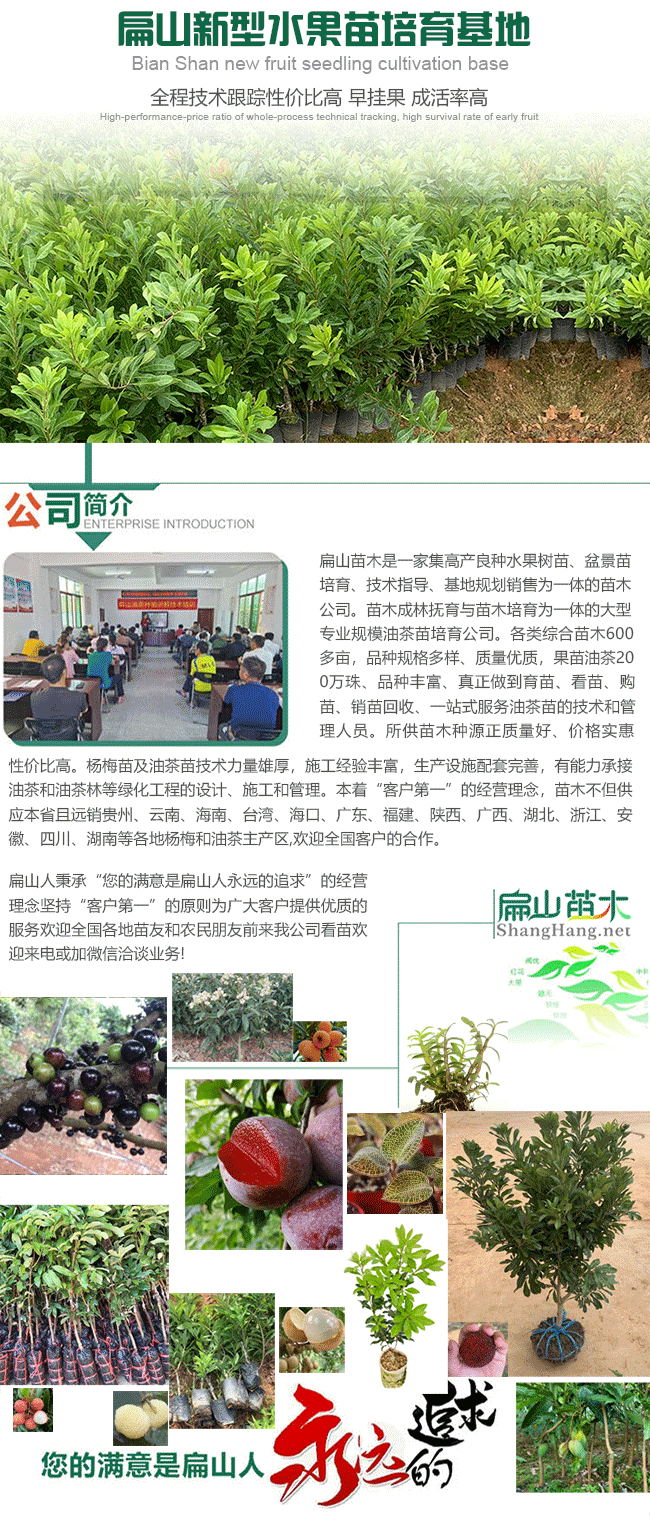 扁山水果苗培育 扁山(shān)水果苗培育