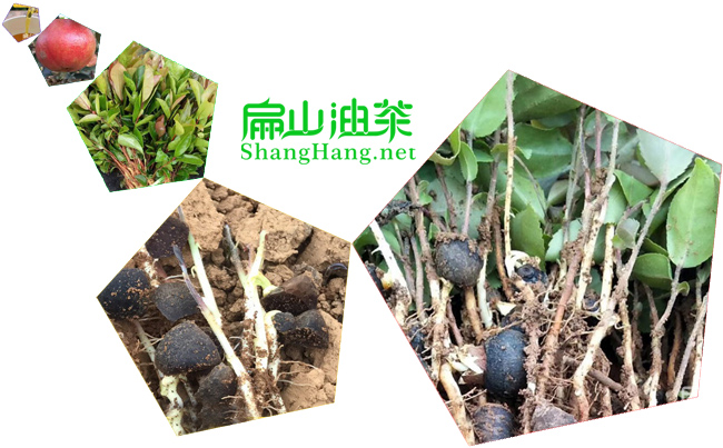 賀州油茶苗（miáo）培育